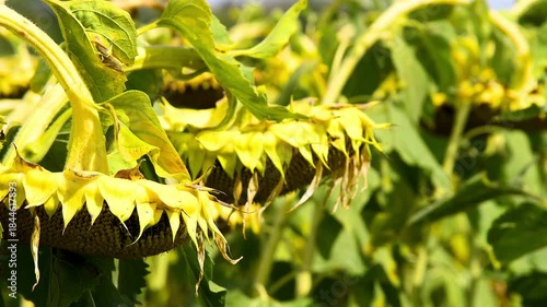 Sunflower field on a sunny summer day