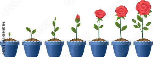 Red rose flower growth stages