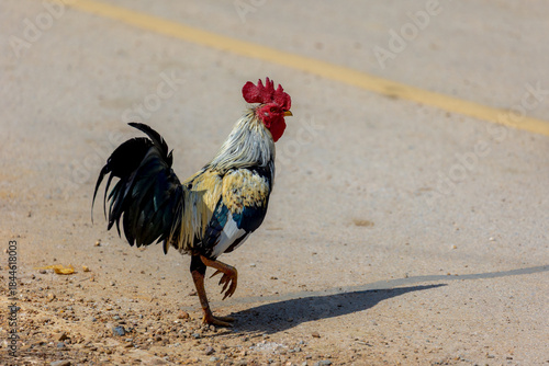 Photography Selective focus of a rooster (also known as a cockerel or cock) walking in the farm, Beautiful male chicken standing on the ground floor, Natural laying hen open farming in countryside of Thailand