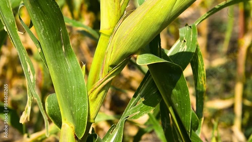Cornfield on a sunny summer day.