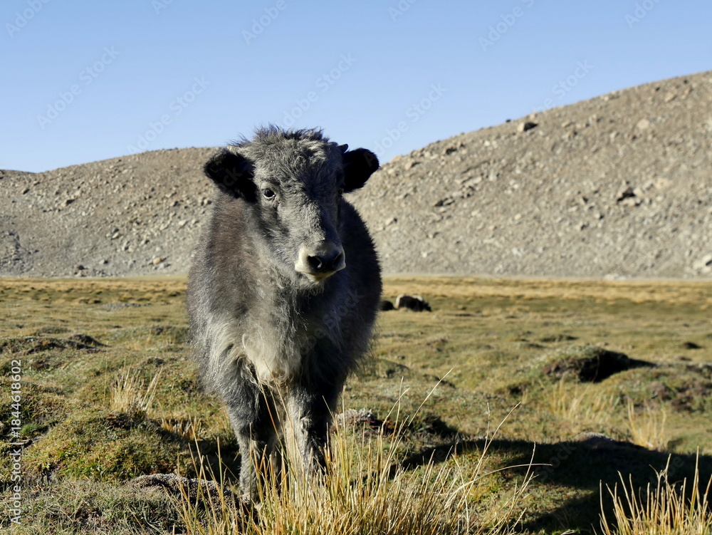 Obraz premium Standing baby yak in high altitude pasture in Ladakh, the Himalayas, northern India. Cute grey baby yak and meadows