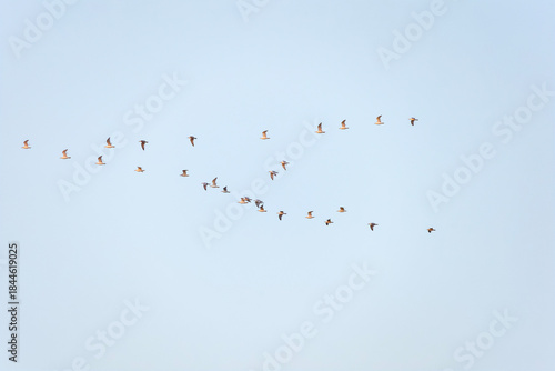 Seagulls Larus Flying In Blue Sky V-formation