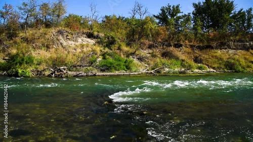 River flowing through a lush green forest on a sunny summer day