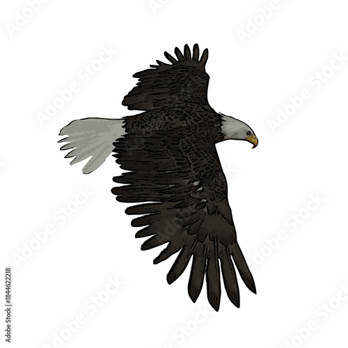 Realistic flying eagle illustration isolated on white background, detailed bird of prey vector suitable for wildlife, hunting, freedom, and nature themed designs.