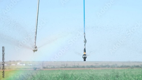 Automatic irrigation system (sprinkler system) that waters plants in a potato field.