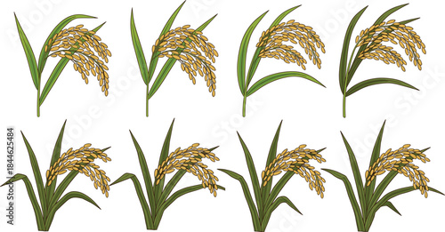 Rice Plant Illustration Set Showing Golden Paddy Ears and Green Leaves in Multiple Growth Stages for Agriculture, Farming, Harvest, and Food Design