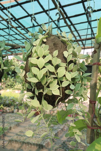 Dischidia leaf plant on hanging pot in farm