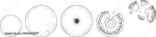 Cross section stages of an ammonite fossil in black and white line