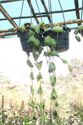 Dischidia platyphylla leaf plant on hanging pot