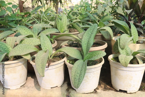 Drimiopsis leaf plant on farm