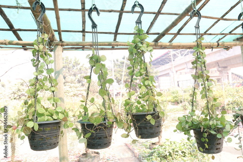 Dischidia leaf plant on hanging pot in farm