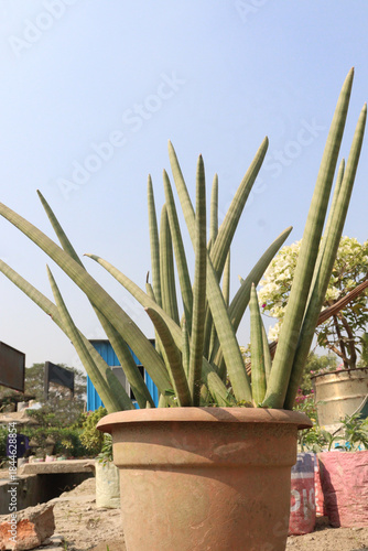Dracaena angolensis leaf plant on pot