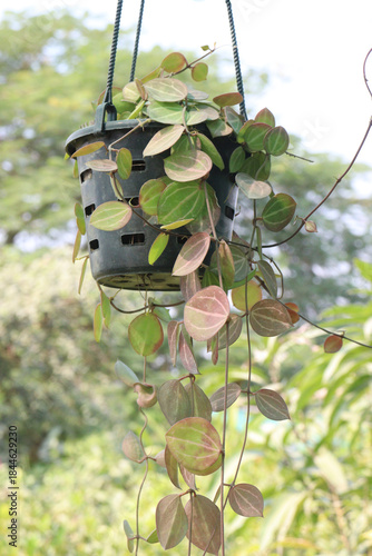 Dischidia ovata leaf plant on hanging pot in farm