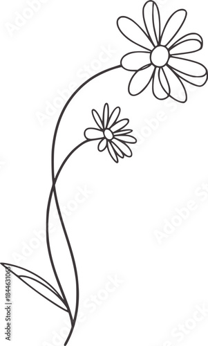 Minimalist black and white line of daisies curved stems