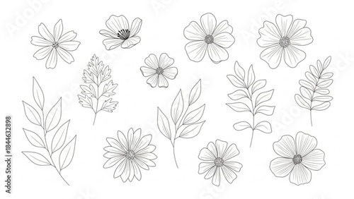 A delicate line drawing of various flowers and leaves on a