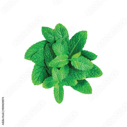 Fresh vibrant green mint leaves, top-down view on white background for culinary use