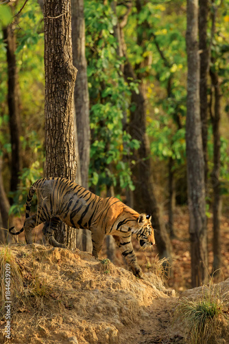 Bengal tiger in Bandhavgarh, India