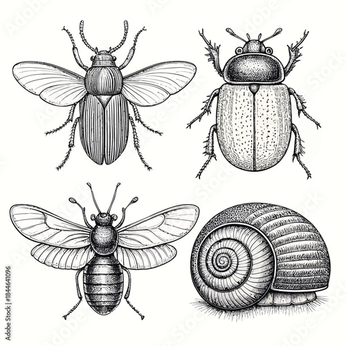 Engraved Illustrations of Insects and a Snail Shell
