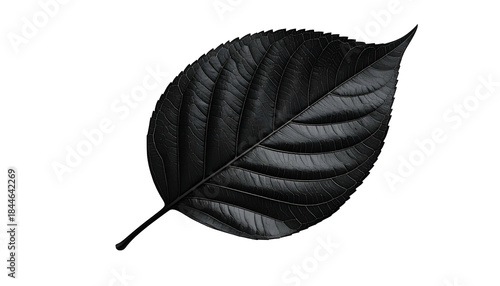 Isolated, glossy, black leaf with prominent veins against a black backdrop