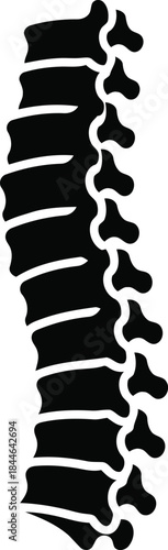 Human Spine Vertebrae Anatomy Medical Illustration.