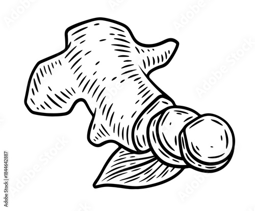 Hand drawn ginger root, monochrome engraving, line art style vector illustration isolated on white background
