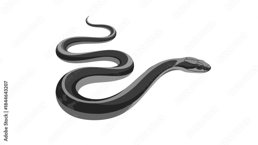 Fototapeta premium Black snake isolated on a white background.