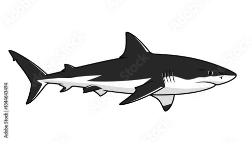 Illustration of a Great White Shark swimming in the ocean.