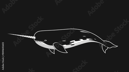 Narwhal Whale with Long Tusk Illustration.
