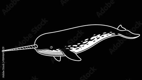 Narwhal whale with tusk in black and white.