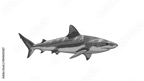 Realistic Illustration of a Great White Shark Swimming.