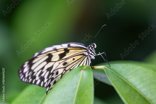 Paper kite butterfly or rice paper butterfly (Idea leuconoe) is sitting on the green plant closeup.