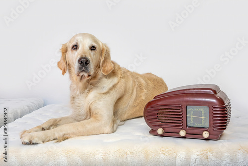 Golden Retriever is posing next to an old radio lying on a light-colored furry blanket. All potential trademarks are removed. All against a white background.