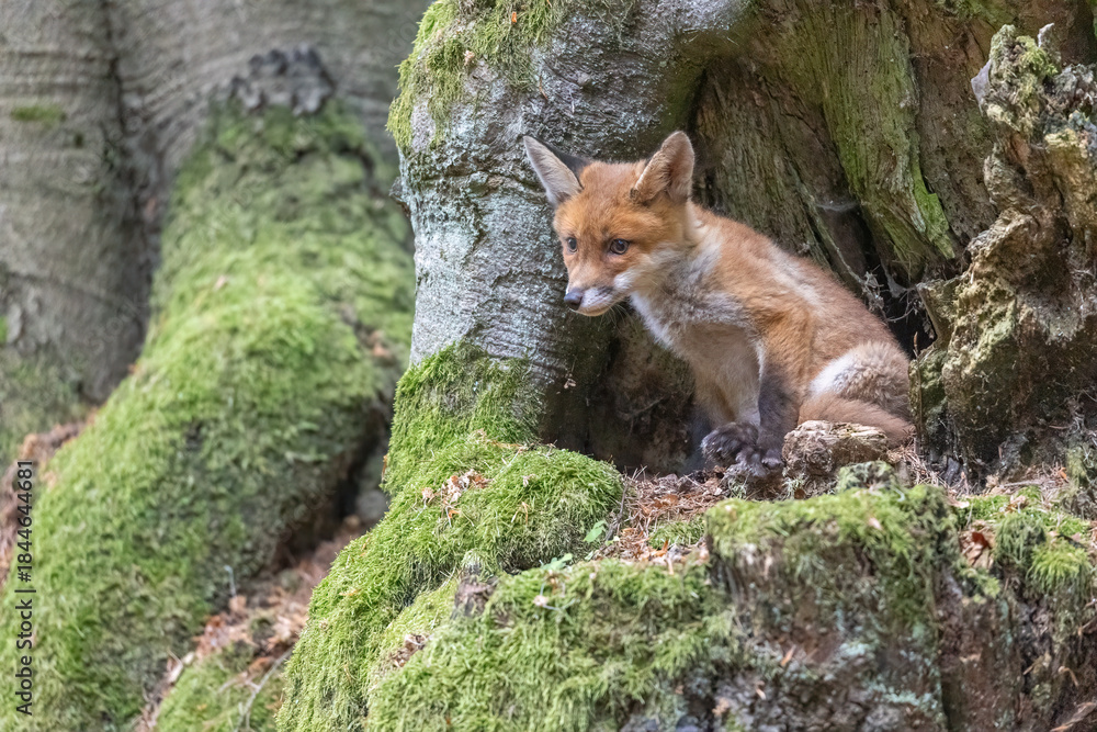 Obraz premium Cute fox cub is posing in the forest. Horizontally. 