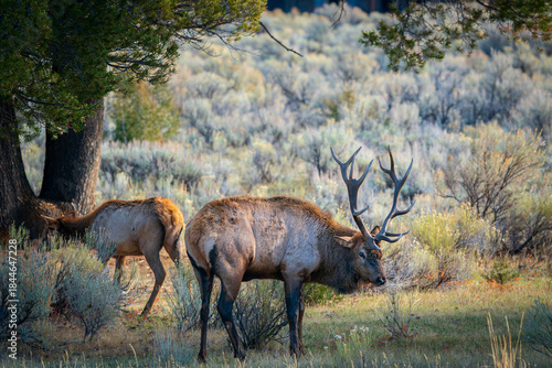Grazing Elk