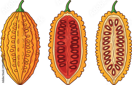 Bitter melon vegetable vector illustration set showing whole and sliced cross sections, fresh organic food design