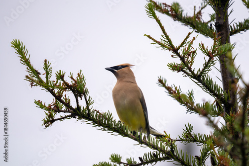 A Cedar Waxwing perches on a pine branch.