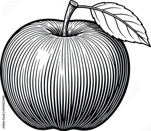 Vintage apple engraving vector illustration with leaf, detailed hand drawn fruit sketch in classic monochrome style