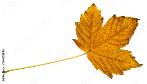 orange autumn maple leaf without background