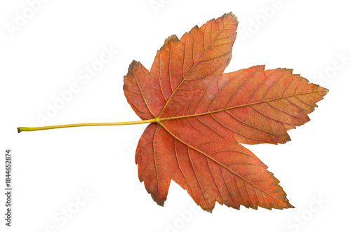 orange autumn maple leaf without background