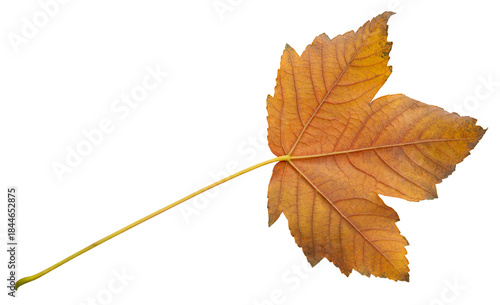 orange autumn maple leaf without background
