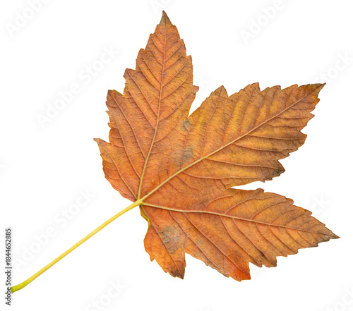 orange autumn maple leaf without background