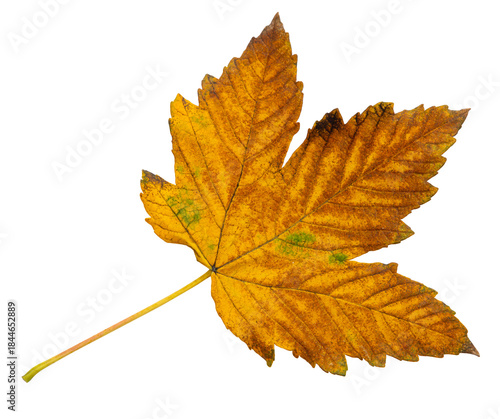 orange autumn maple leaf without background