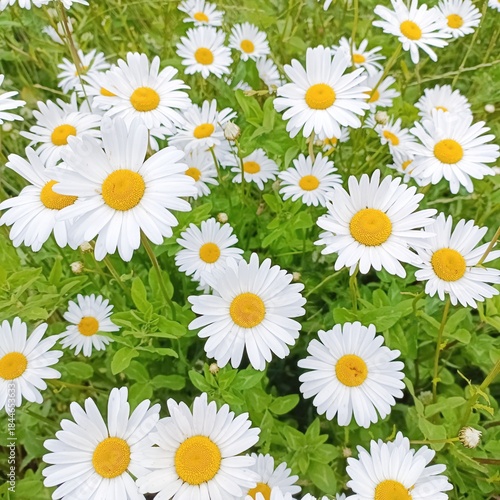 White daisies blooming in a lush green meadow