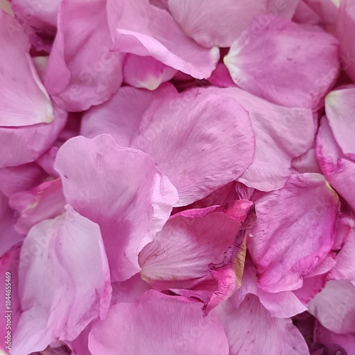 Soft pink rose petals forming a romantic floral background