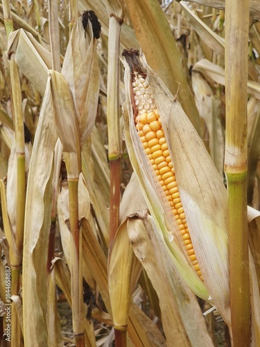 Mature stems of maize (corn) in the field, not yet harvested. Close up.
