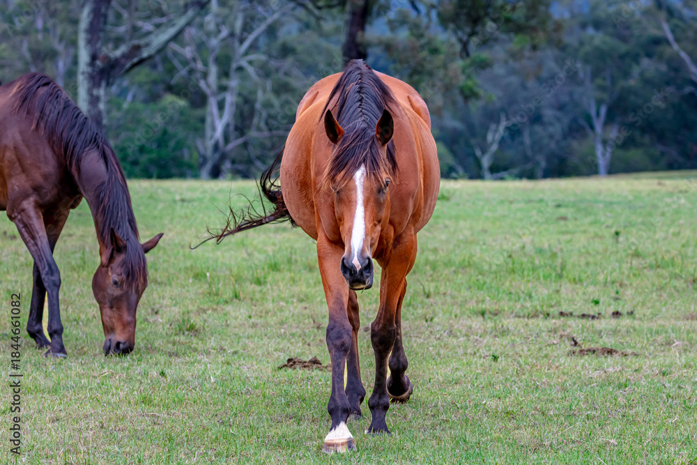 Fototapeta premium Photograph of a large brown horse grazing on grass in an agricultural paddock on a sunny summer day in regional Australia.