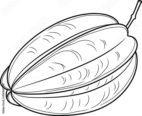 Cacao pod line art vector illustration, hand drawn cocoa fruit outline icon for chocolate and agricultural design