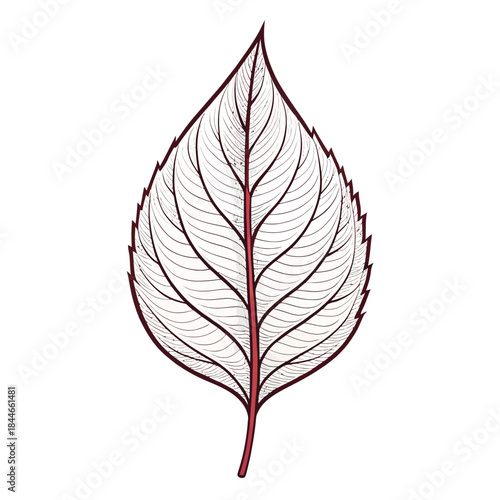 Stylized leaf illustration with prominent veins and stem Keywords: leaf, illustration, stylized