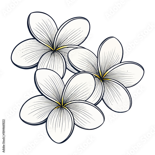 Three White Plumeria Flowers with Yellow Centers floral