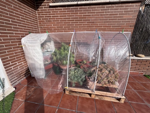 Invernadero estructura cubierta con plástico sobre tubos pvc en arco anclado al palet de madera. Las macetas de plantas, suculentas, jade, vista aérea. sobre el palet, fondo pared de ladrillo, terraza
